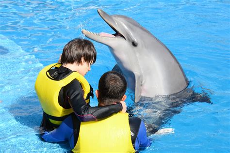 Dolphin show antalya